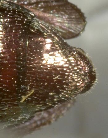 Media type: image;   Entomology 8117 Aspect: anal sclerite